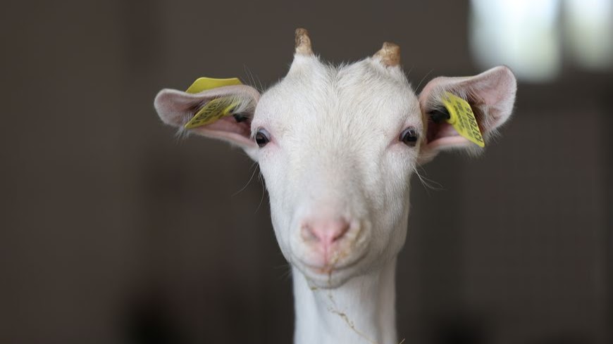 Лукашенко подарили двух коз, выращенных могилевскими селекционерами