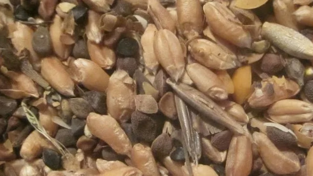 На Шкловщине раскрыт обман об испортившихся кормах