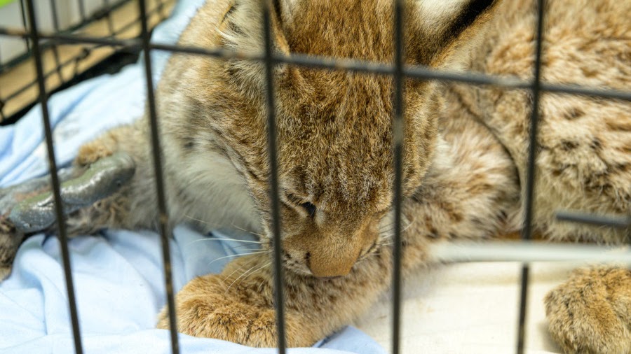 В Бобруйском районе в капкан для куницы попала рысь