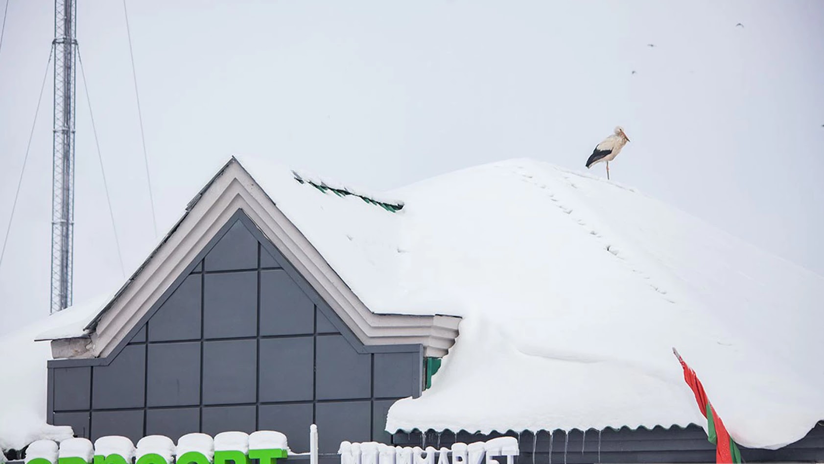 бусел на даху