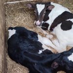 На Магілёўшчыне дрэнныя фермеры і добрыя ўлады