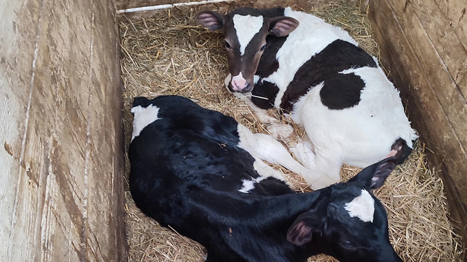 На Магілёўшчыне дрэнныя фермеры і добрыя ўлады