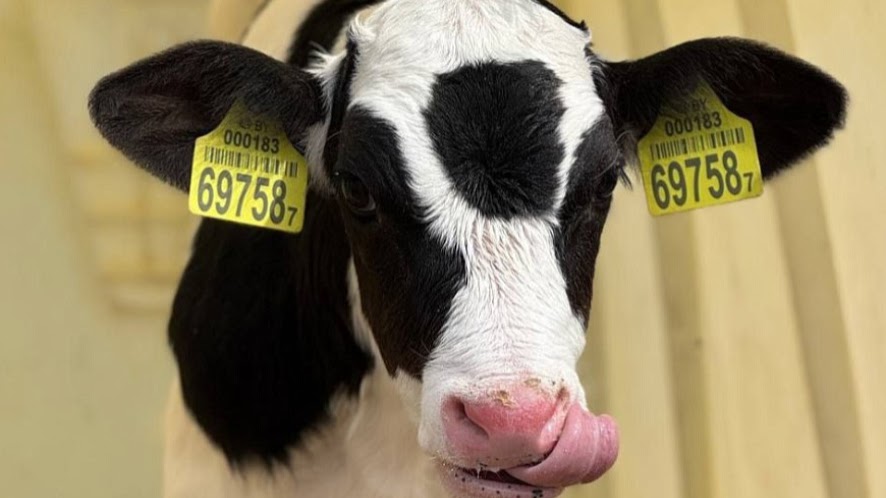 падзёж жывёлы