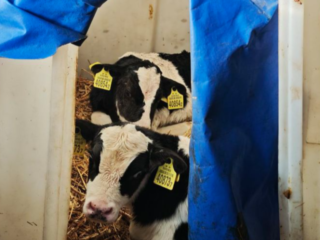 Дырявые окна и крыша на фермах, замерзшая вода для скота – реалии ОАО “Чериков Агро”