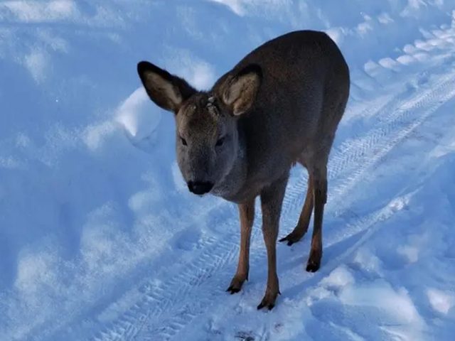 У Бабруйскім раёне выратавалі замярзаючую казулю