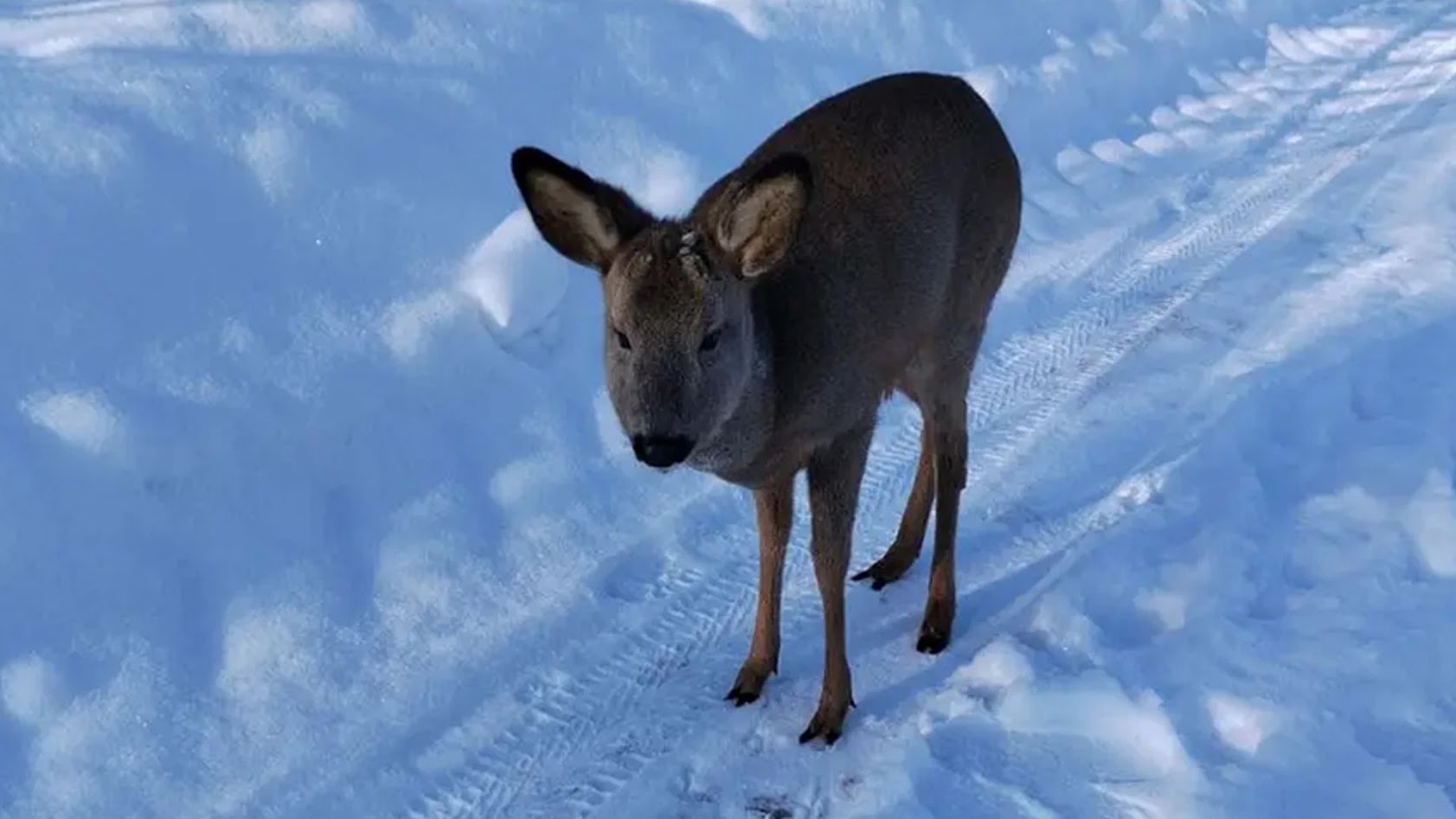 У Бабруйскім раёне выратавалі замярзаючую казулю