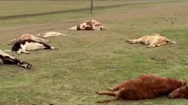 На Краснапольшчыне значна вырас падзёж жывёлы