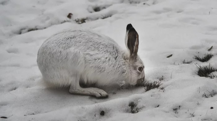 тушка зайца