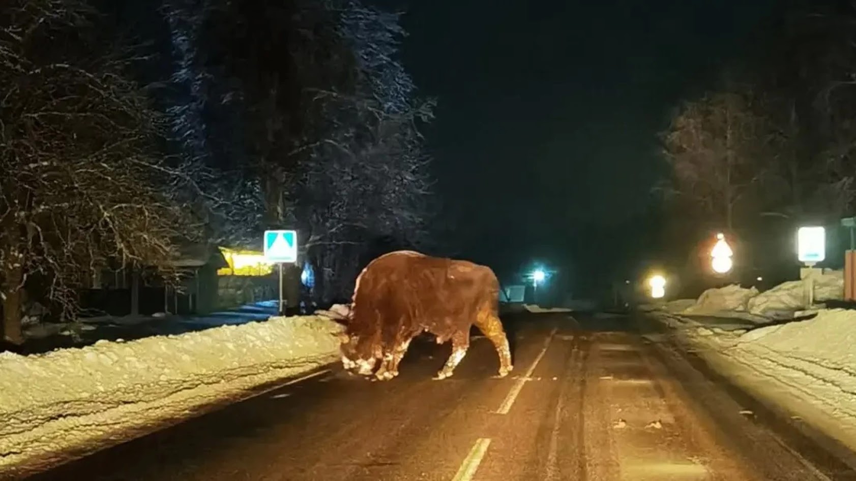 Вось дык візіт: у асіповіцкую вёску Слабада зайшоў зубр