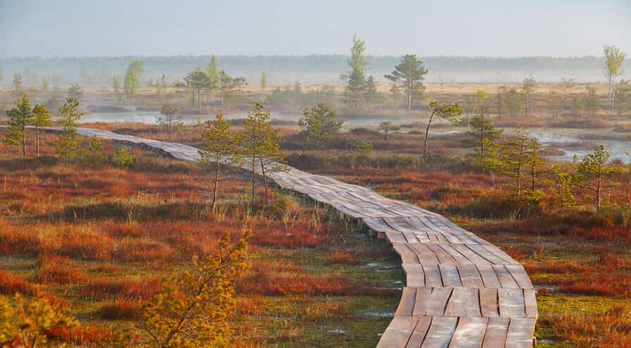 Балота Ельня 