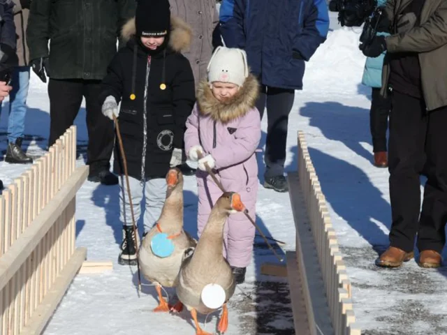 У Касцюковічах ездзілі на гусях і елі іх